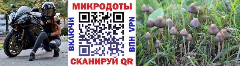 наркотики  omg зеркало  Псилоцибиновые грибы Psilocybine cubensis  Армянск 